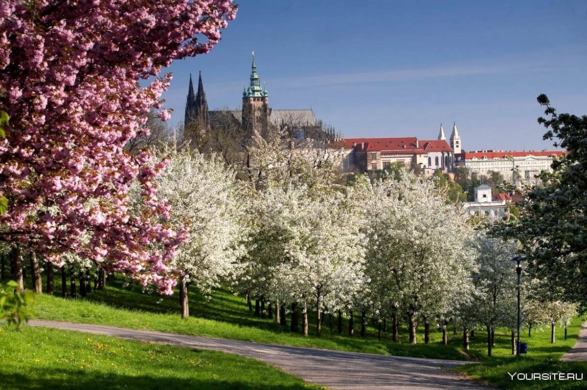 Цветение магнолии в Праге. Картинка
