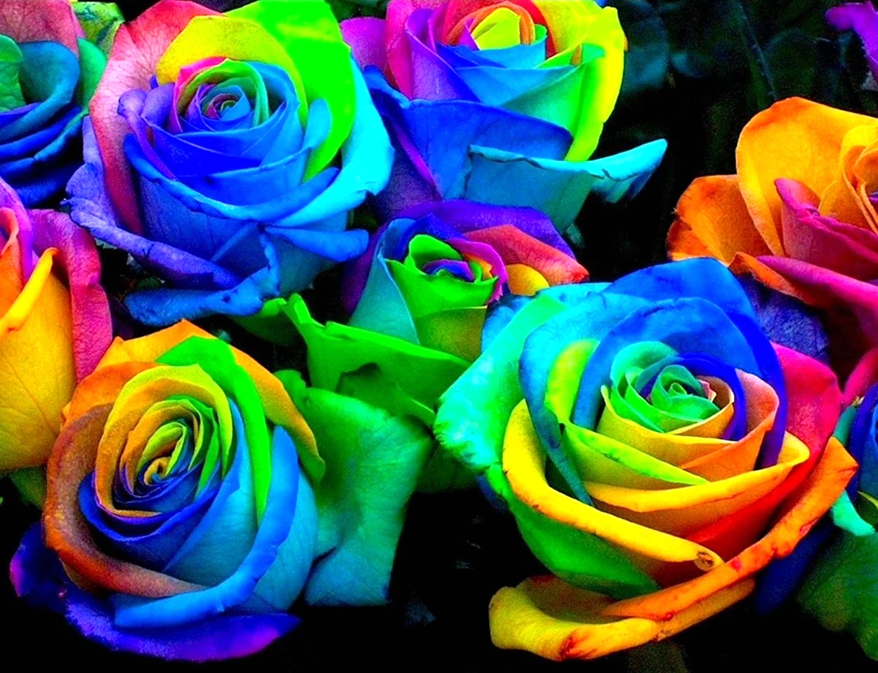 Цветная роза клумбовая. Красивая картинка