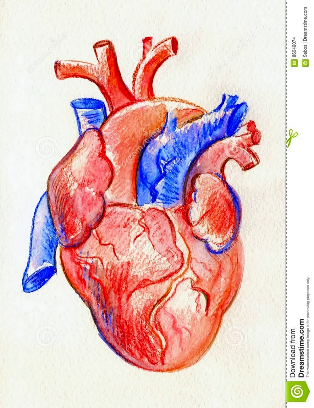 Цветное Анатомическое сердце. Для срисовки