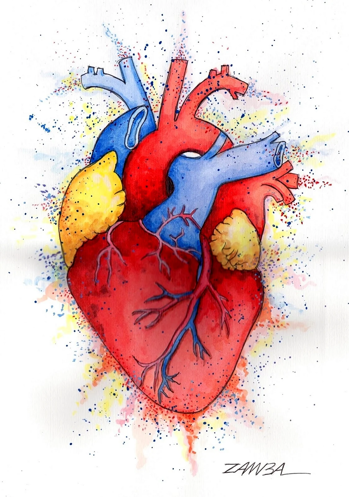 Цветное Анатомическое сердце. Для срисовки