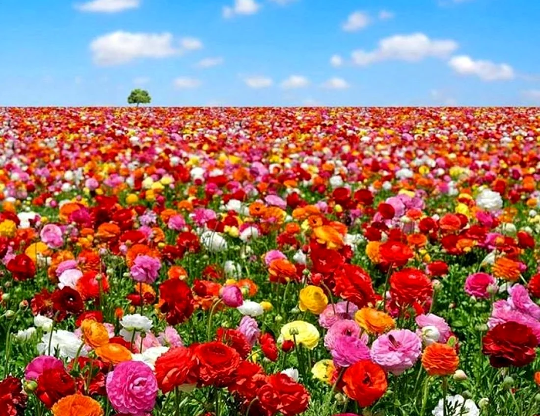 Цветочное поле. Красивая картинка