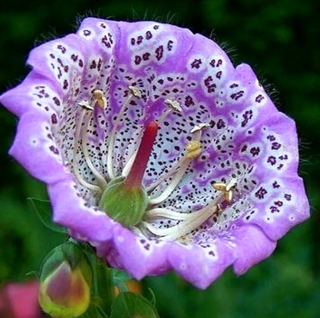 Цветок эремайя. Красивая картинка