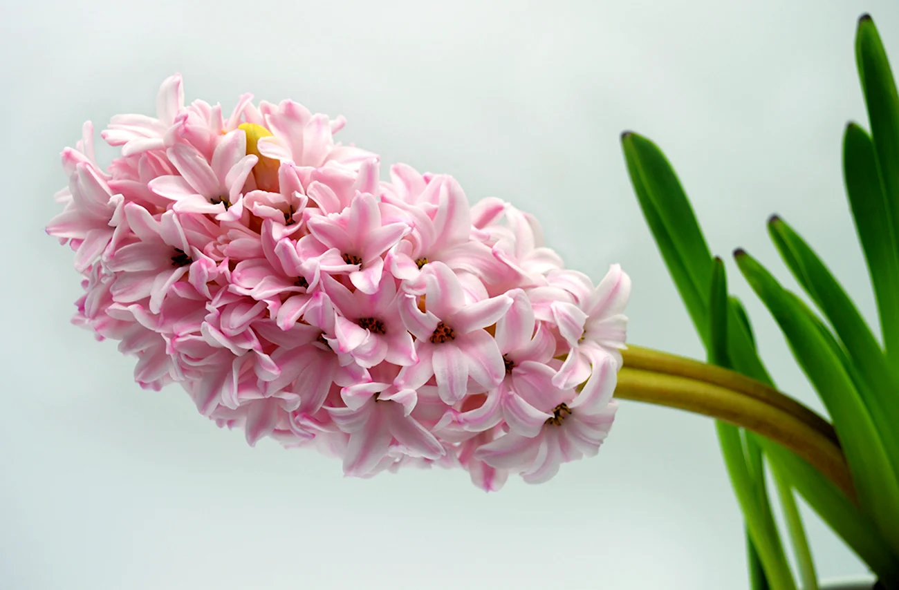 Цветок Hyacinthus Pink. Картинка