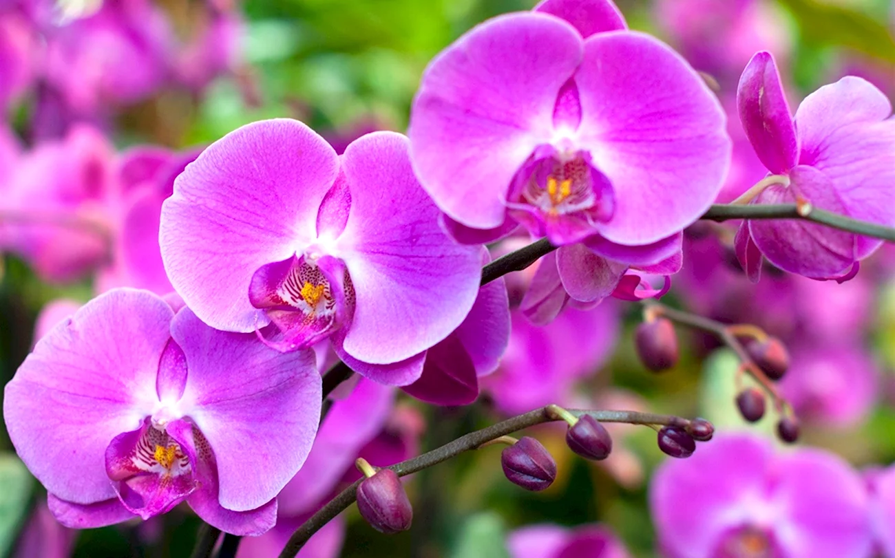 Цветок орхидеи. Красивая картинка