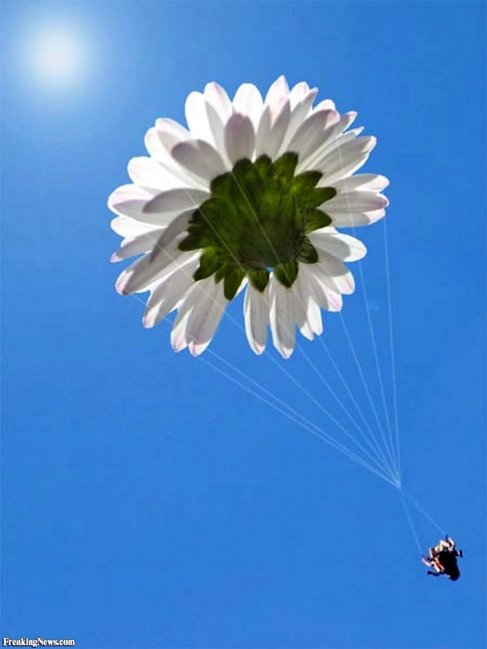 Цветок парашютист. Поздравление