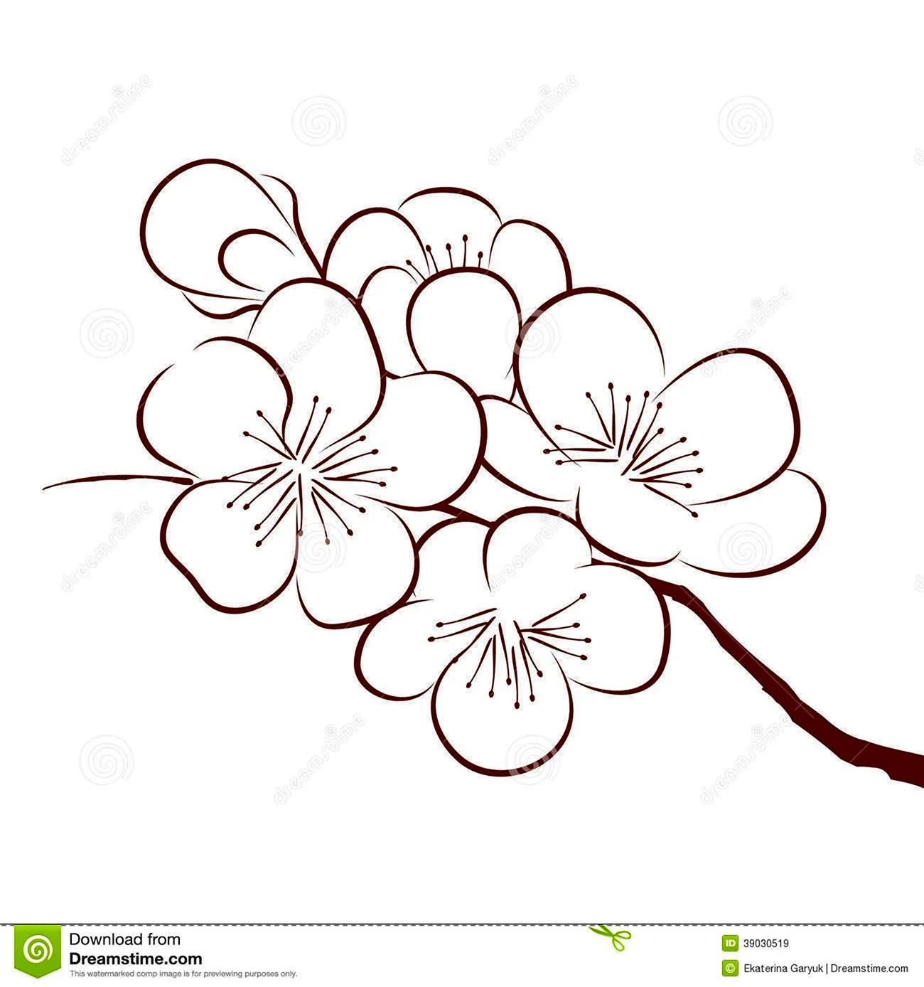 Цветок Сакуры контур. Своими руками