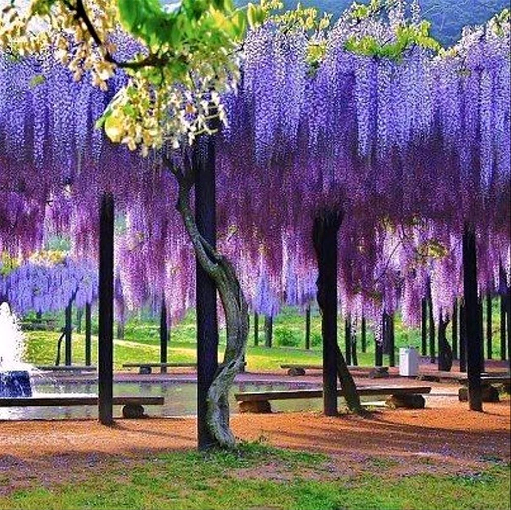 Цветущая Глициния сад Кавати Фудзи Япония. Красивая картинка