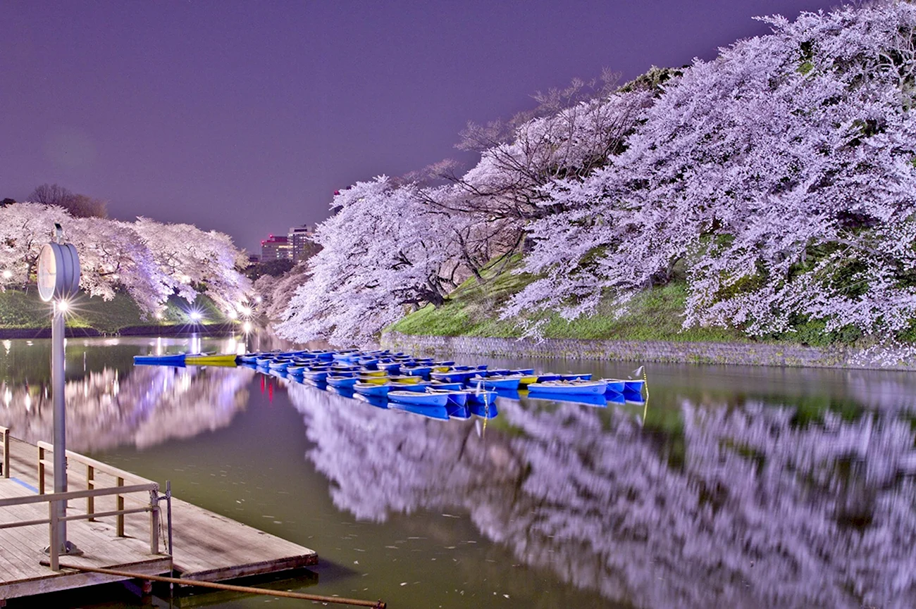 Цветущая Сакура в Японии. Красивая картинка