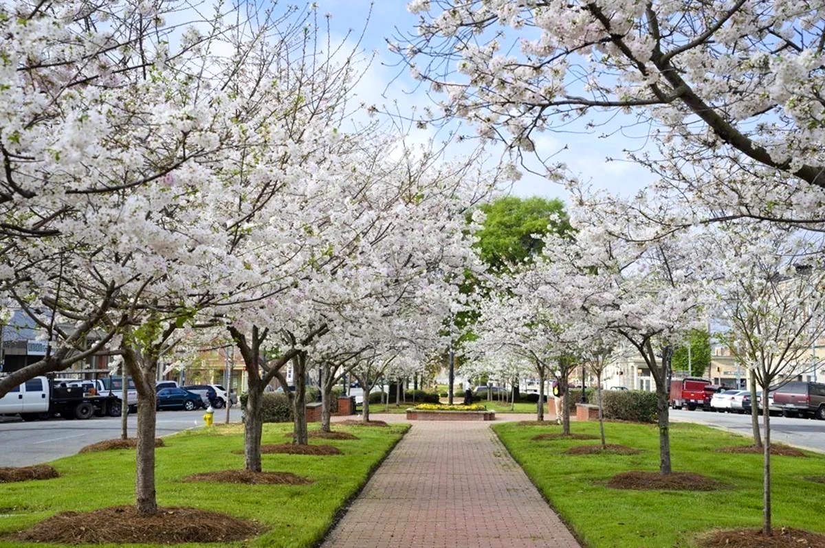 Цветущая вишня Мейкон Джорджия. Картинка