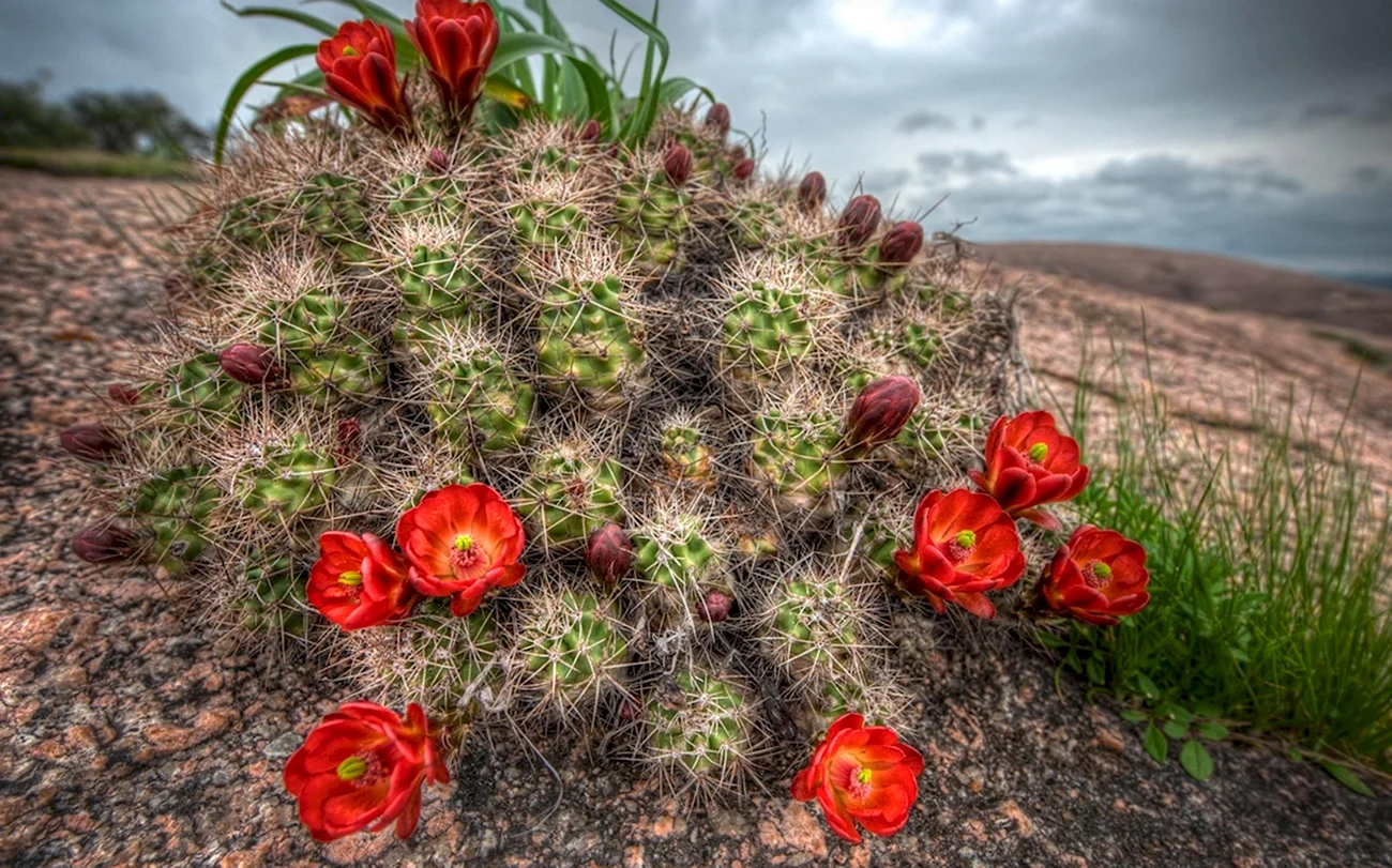 Цветущие кактусы пустыни. Красивая картинка