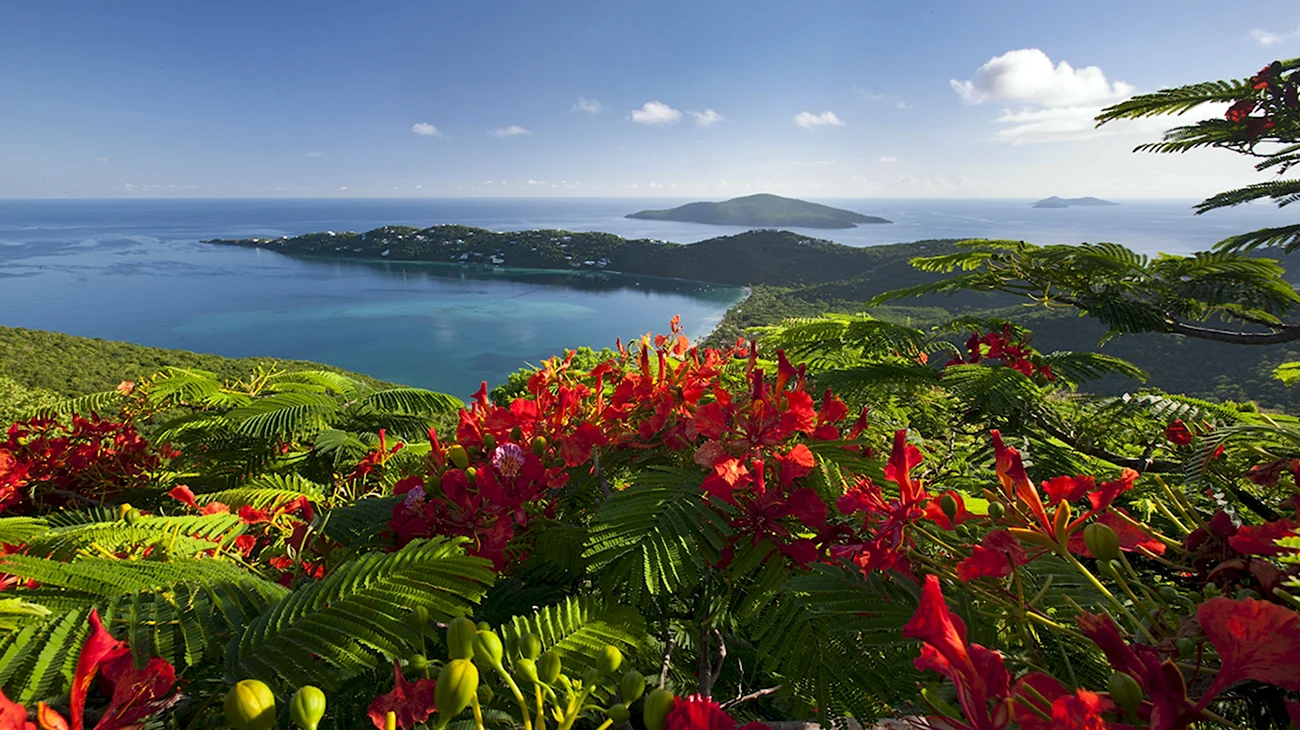 Цветущие растения острова Итуруп. Картинка