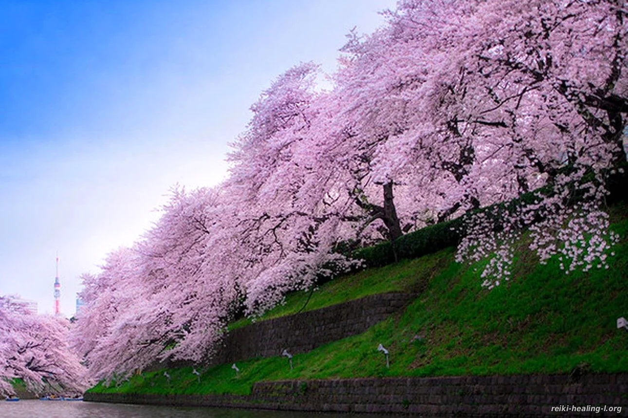 Цветущие Сакуры в Японии. Красивая картинка