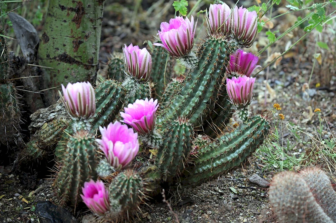 Цветущий Кактус Мексика. Красивая картинка