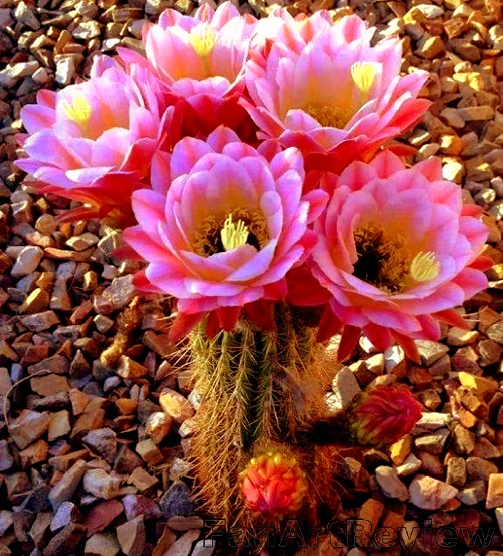 Цветущий Кактус в Аризоне. Красивая картинка