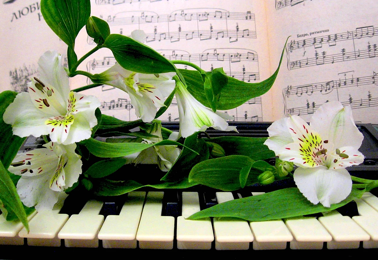 Цветы для музыканта. Красивая картинка