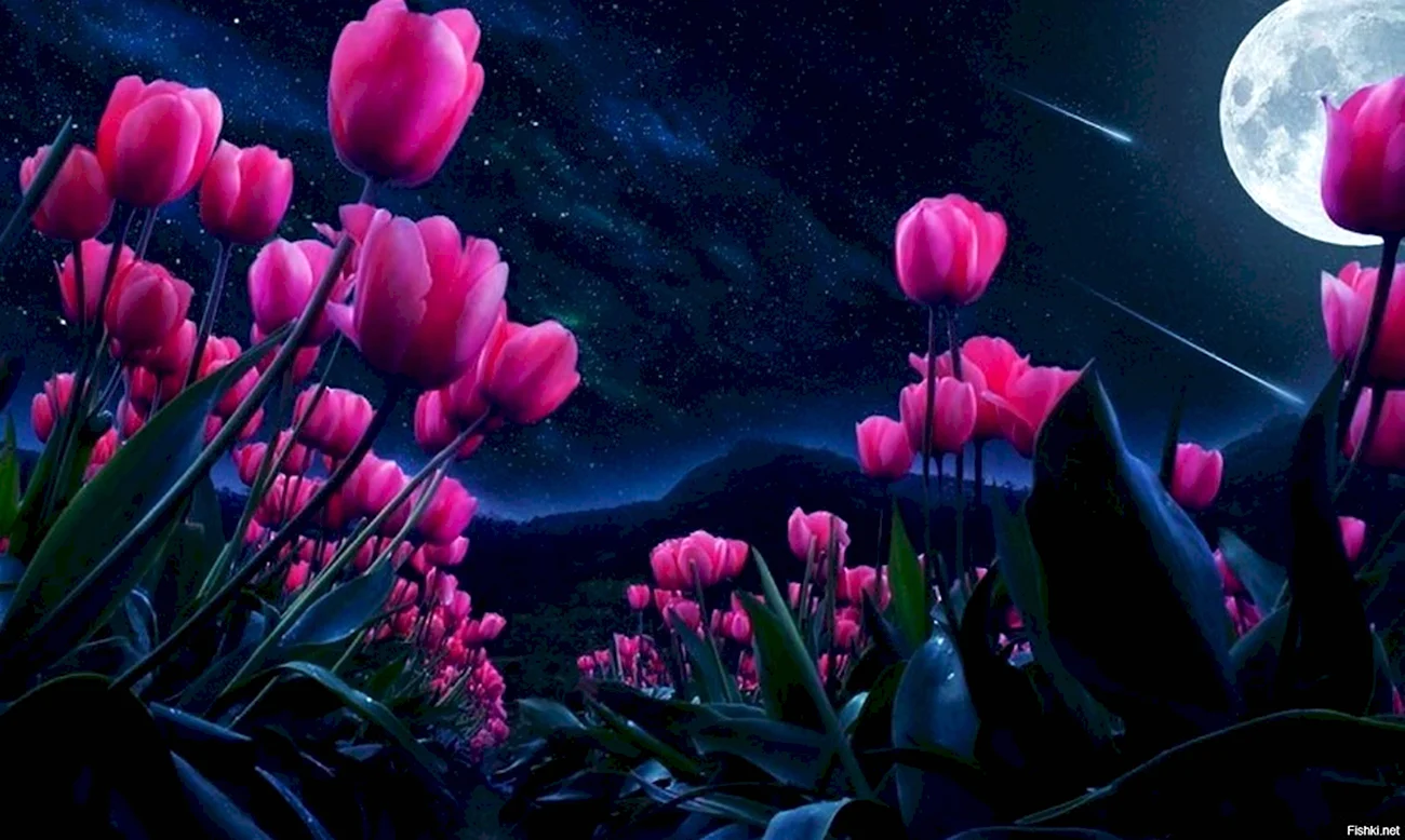 Цветы ночью. Красивая картинка