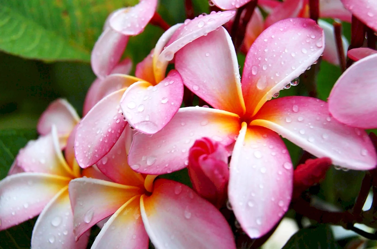 Цветы Плюмерия Франжипани. Красивая картинка