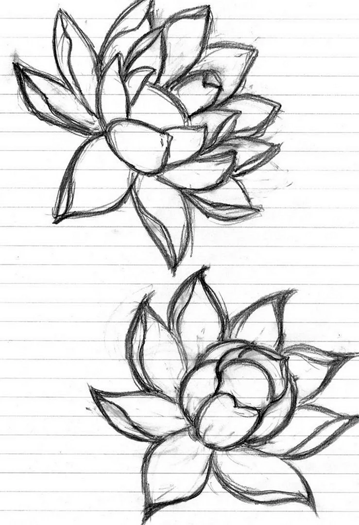 Цветы рисунок карандашом для срисовки. Для срисовки