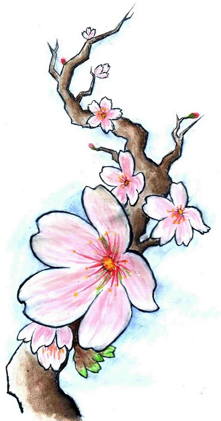 Цветы Сакуры карандашом. Для срисовки