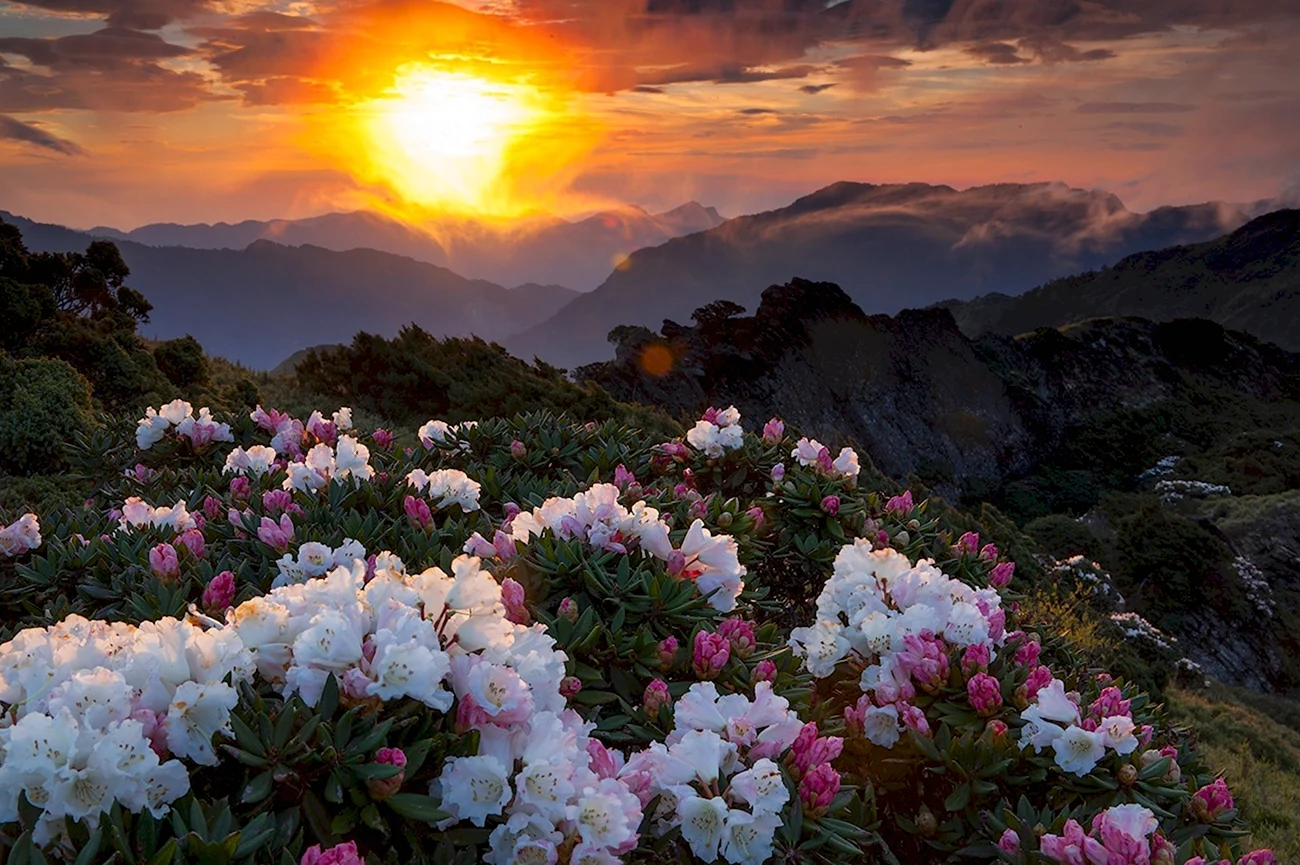 Цветы в горах. Красивая картинка