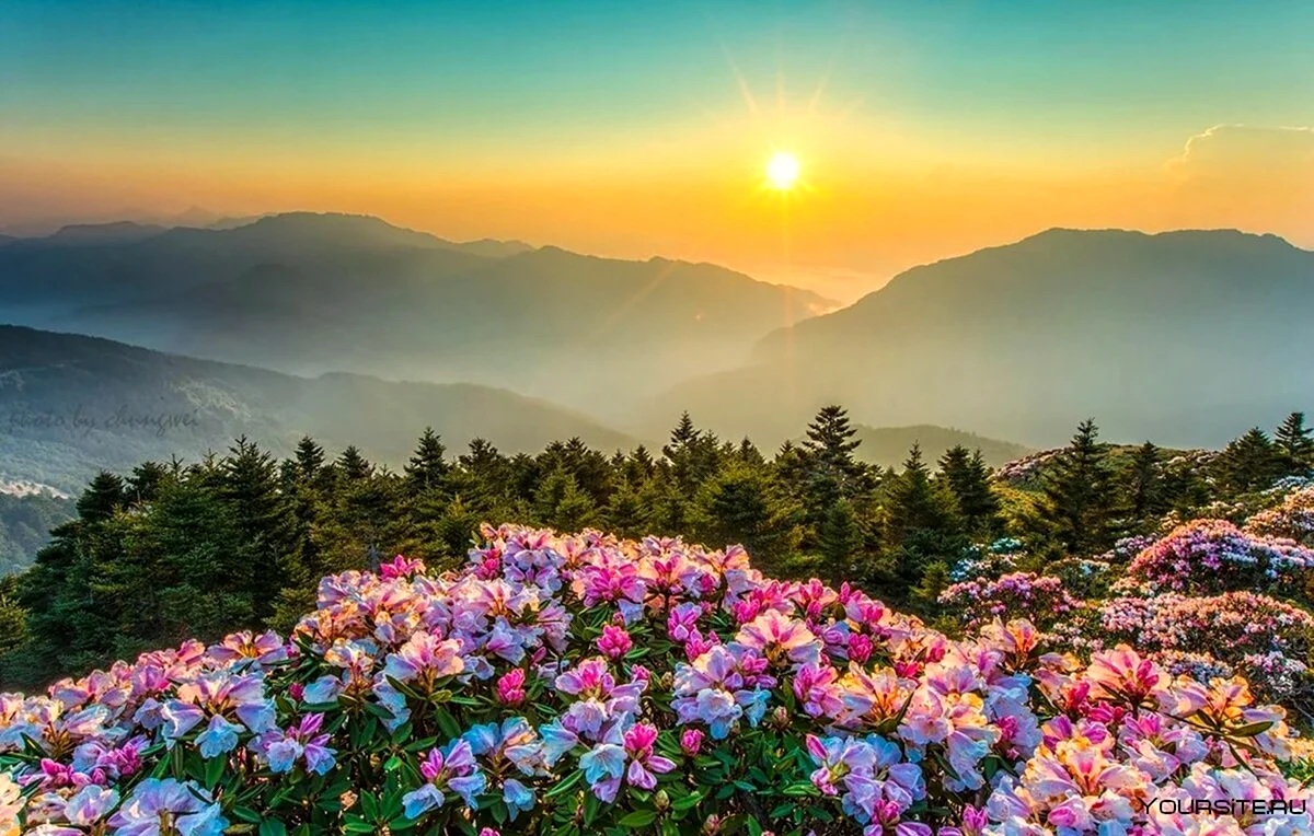 Цветы в горах. Красивая картинка