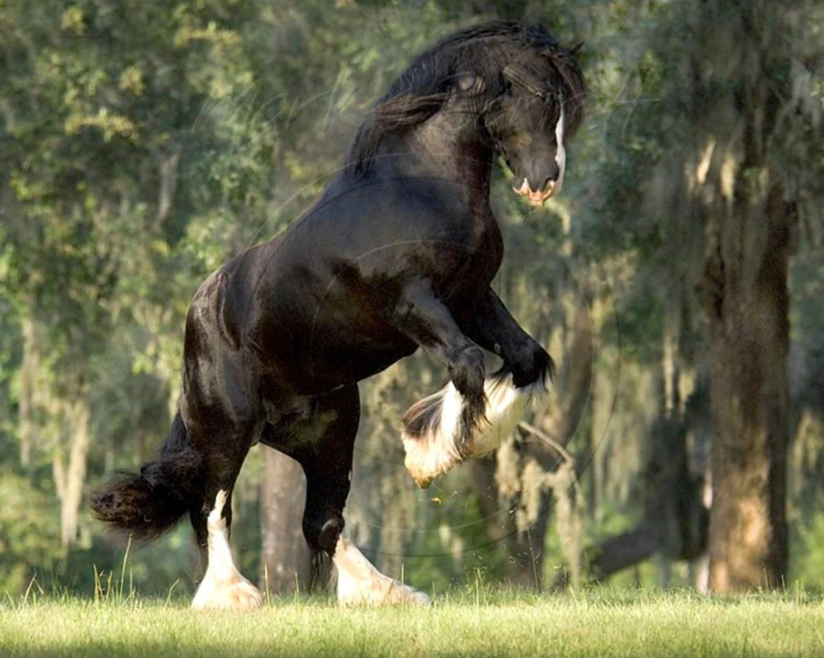 Цыганская Фризская лошадь. Красивое животное