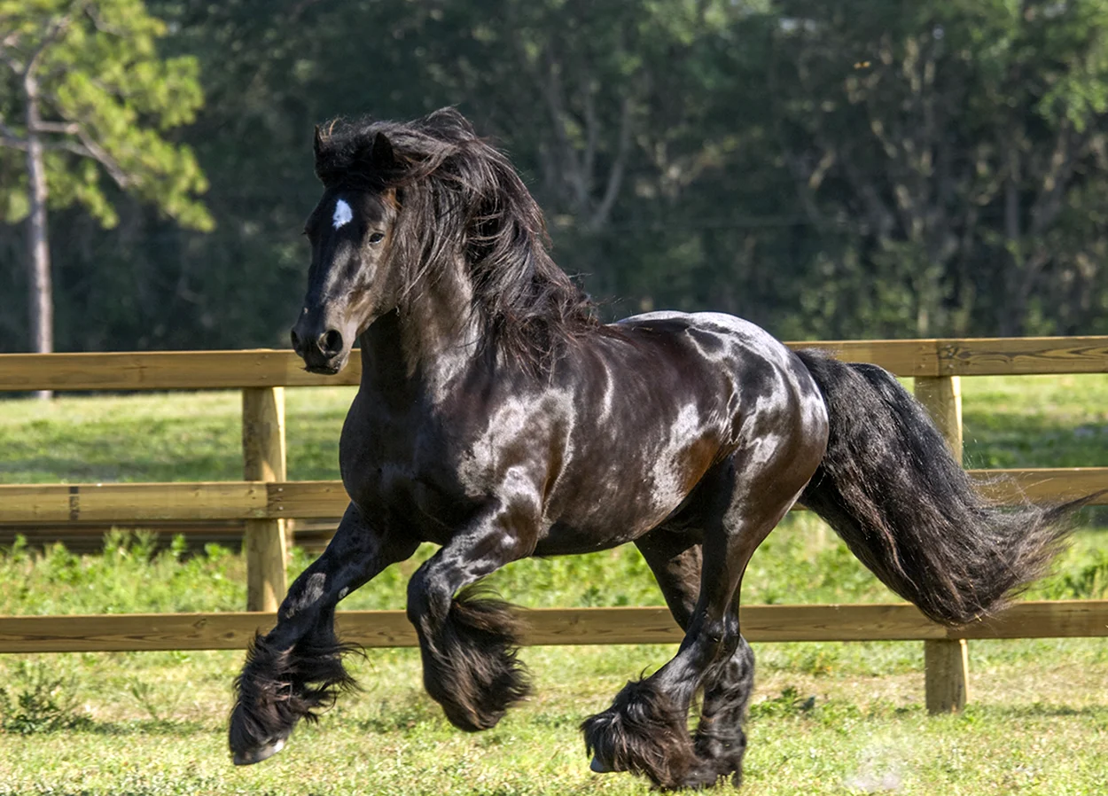 Цыганский Ваннер лошадь. Красивое животное