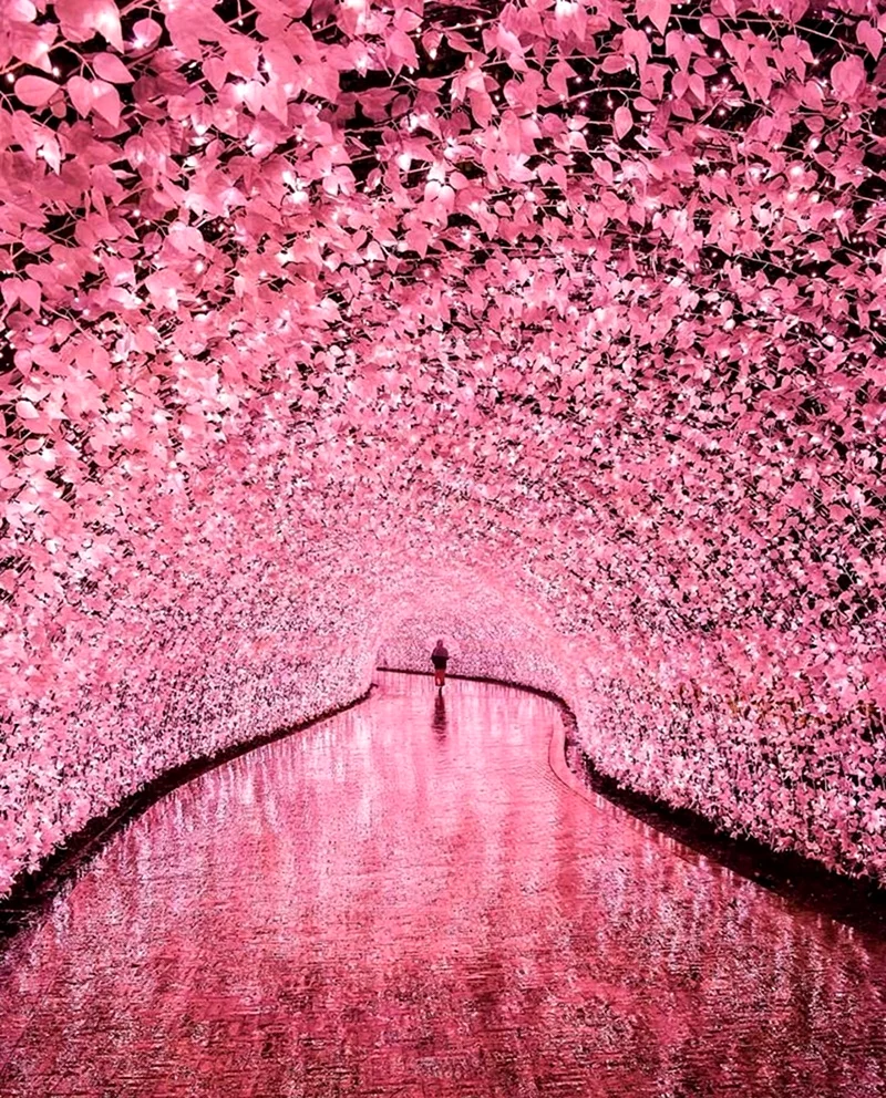Туннель Сакуры в Японии. Красивая картинка