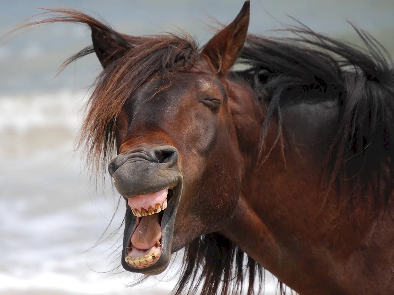 Тыгдынский конь. Картинка
