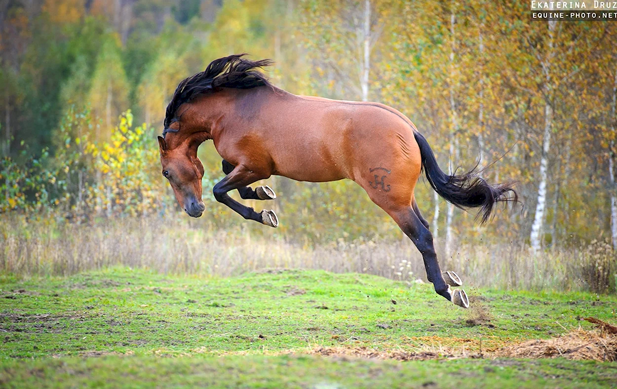 Тыгдынский конь. Красивое животное