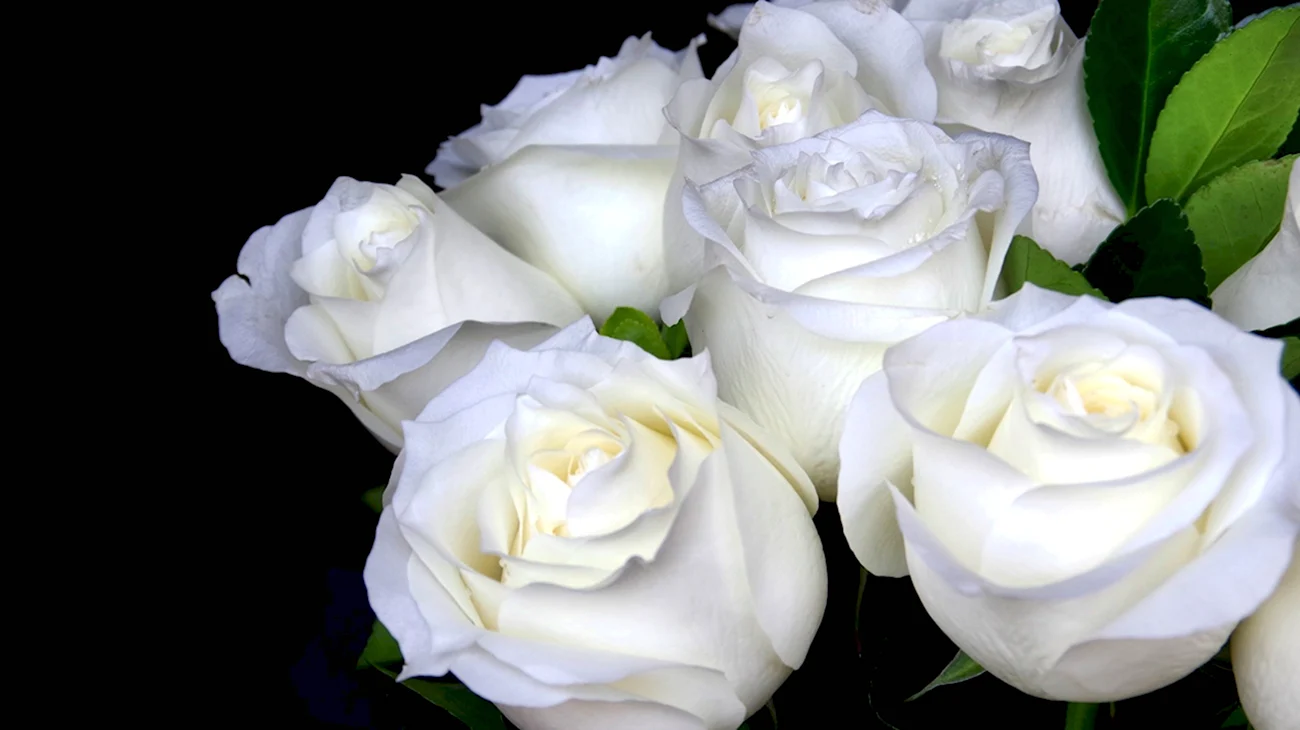 Уайт Кристмас роза. Красивая картинка
