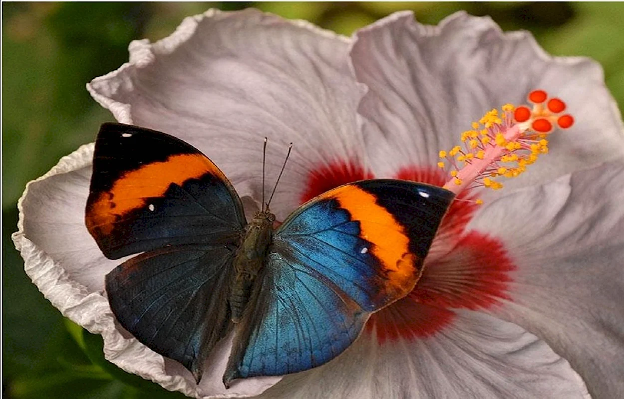Удивительный мир бабочек. Красивое животное