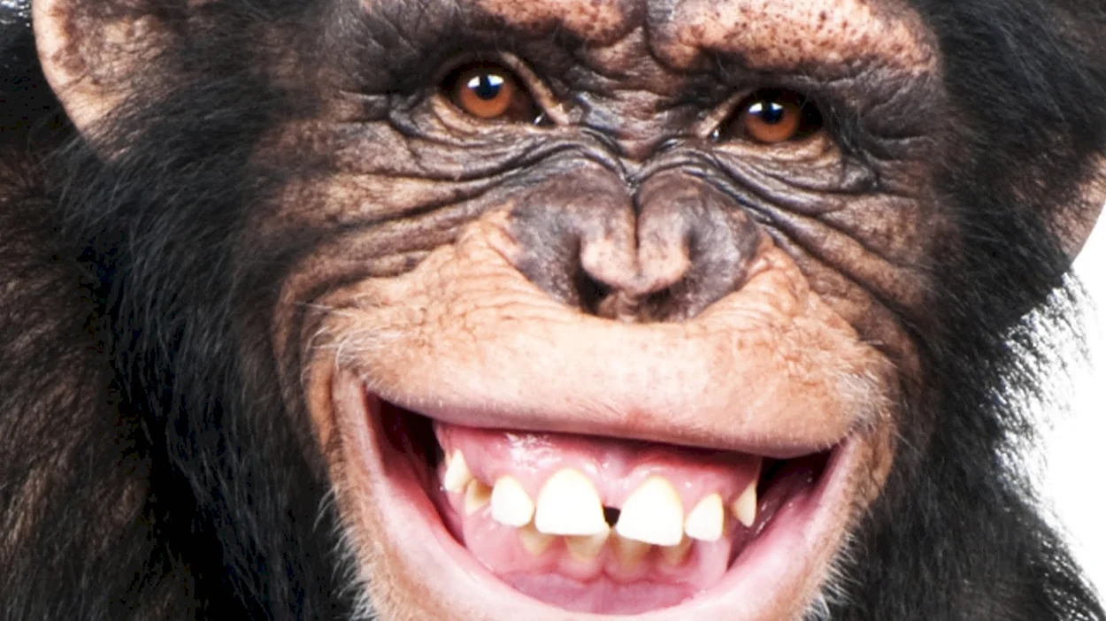 Улыбка шимпанзе. Красивое животное