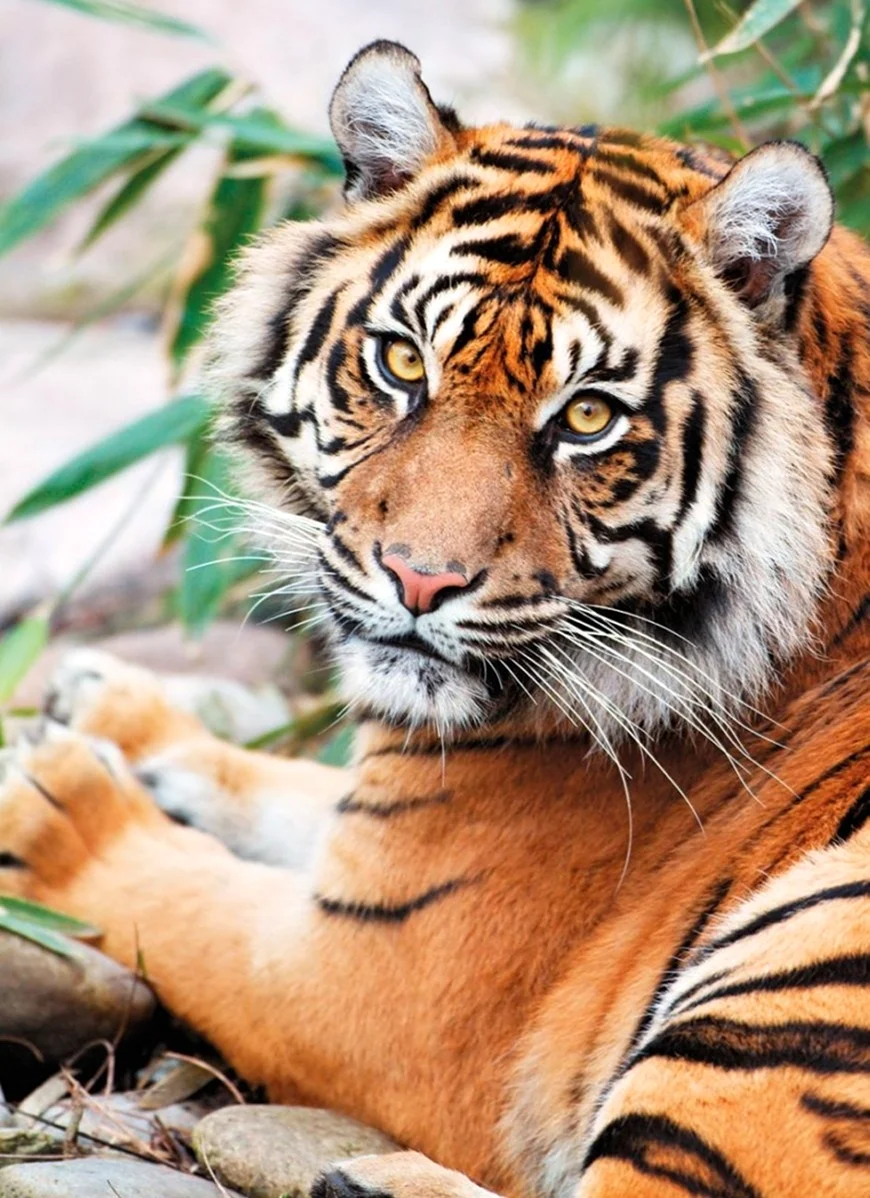 Уссурийский тигр. Красивое животное