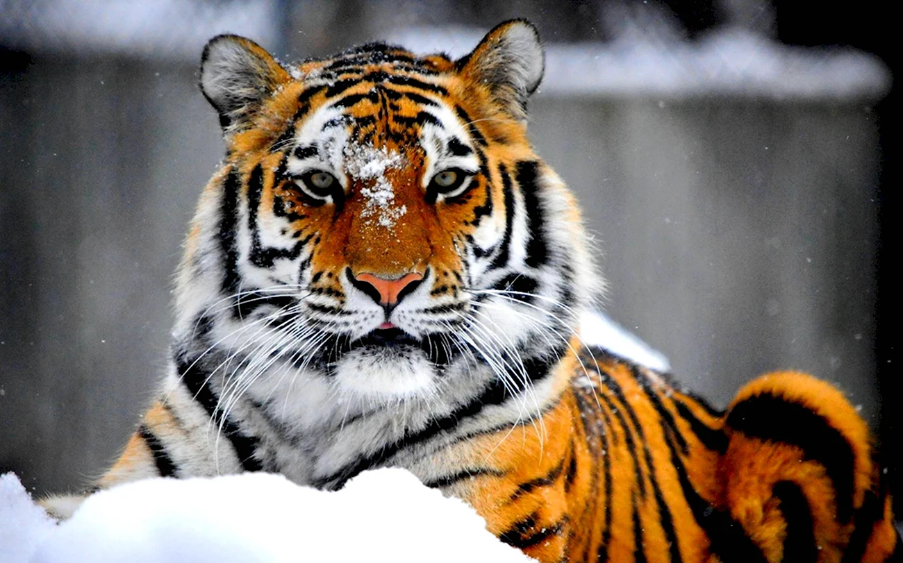 Уссурийский тигр. Красивая картинка