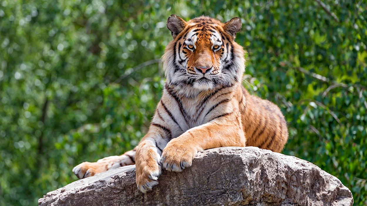 Уссурийский тигр. Красивое животное