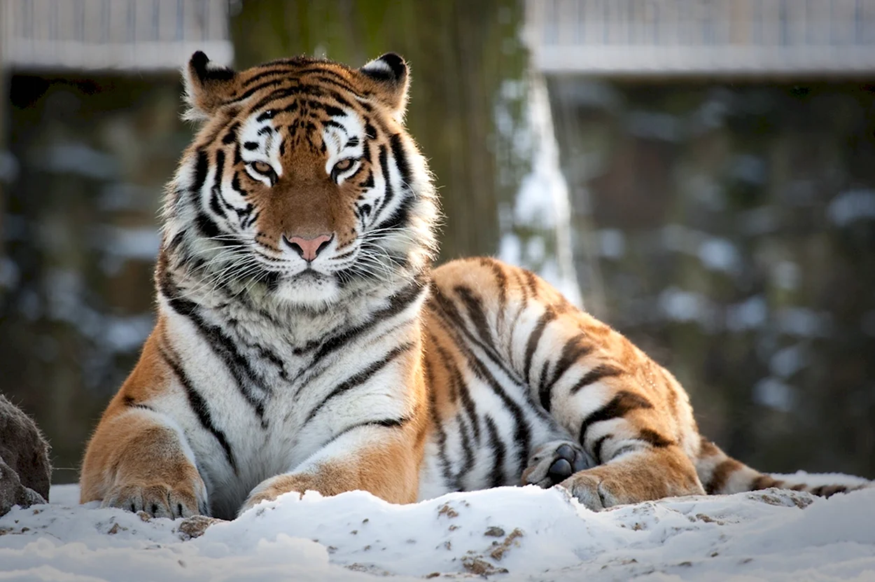 Уссурийский тигр 4к. Красивое животное