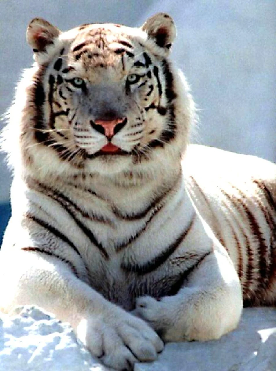 Уссурийский тигр белый. Картинка