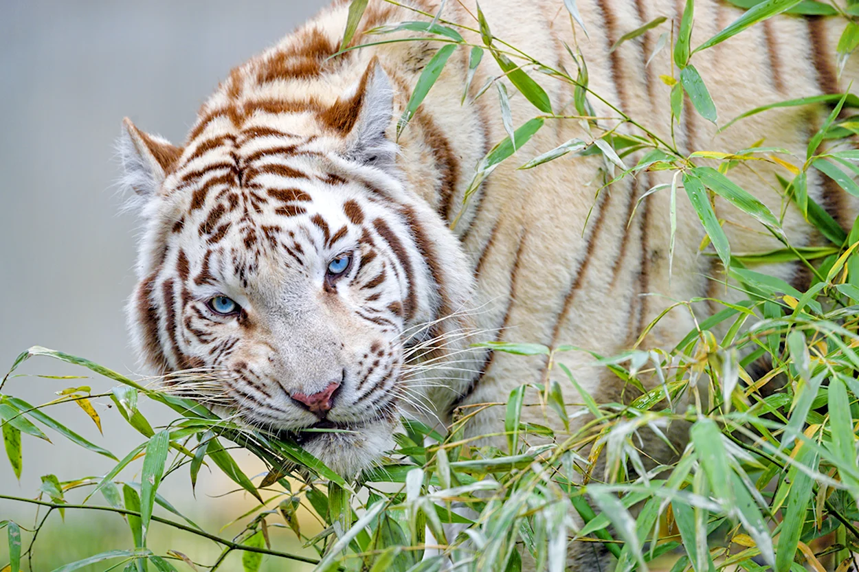 Уссурийский тигр белый. Красивое животное