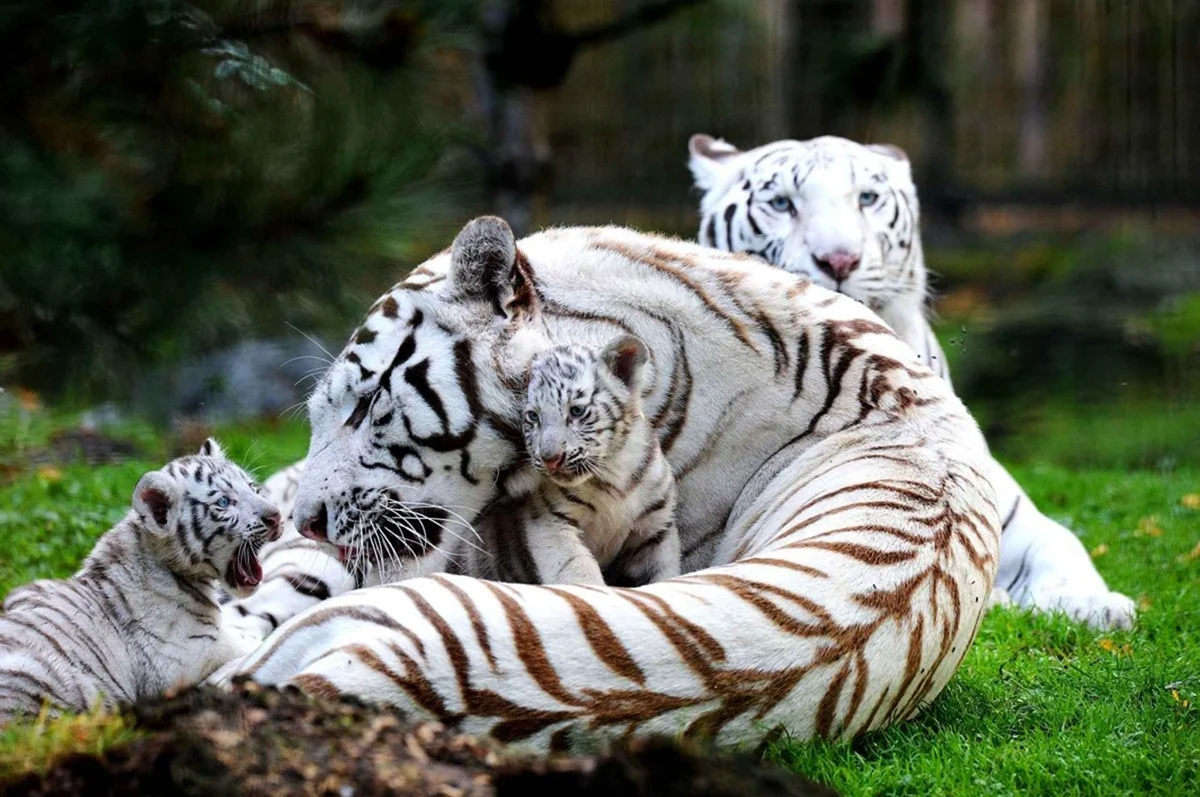 Уссурийский тигр белый. Красивое животное