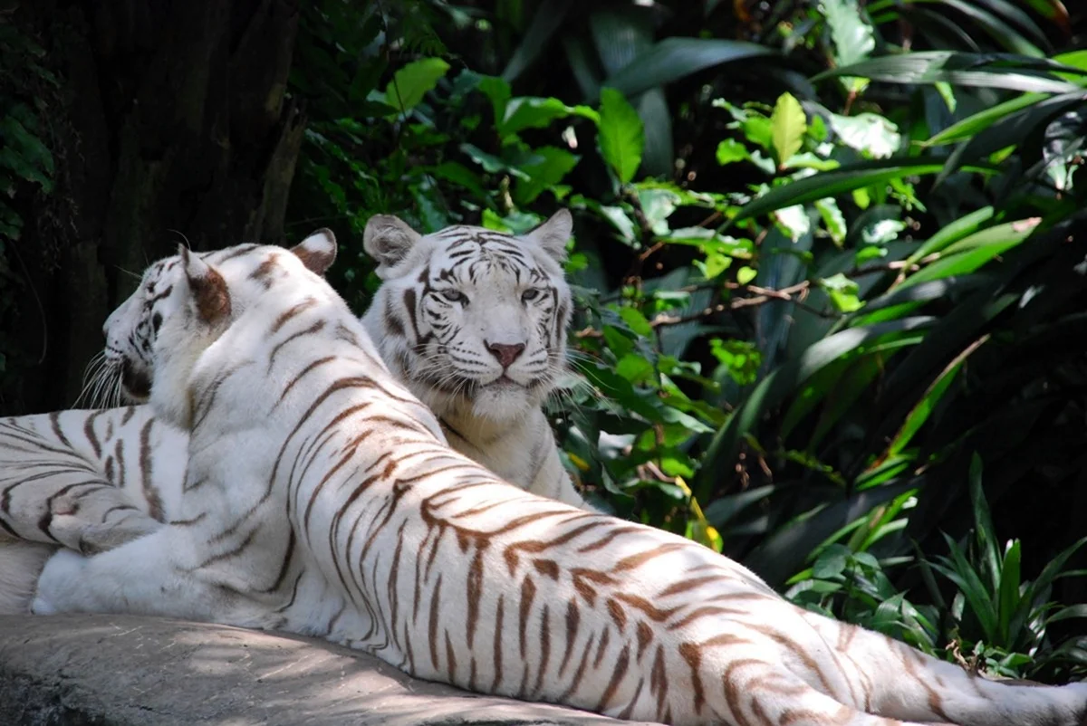 Уссурийский тигр бенгальский тигр. Красивое животное