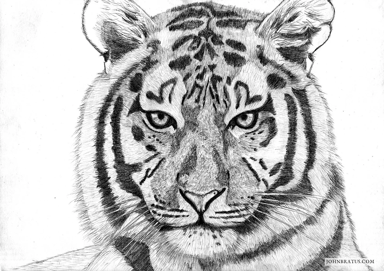 Уссурийский тигр карандашом. Для срисовки