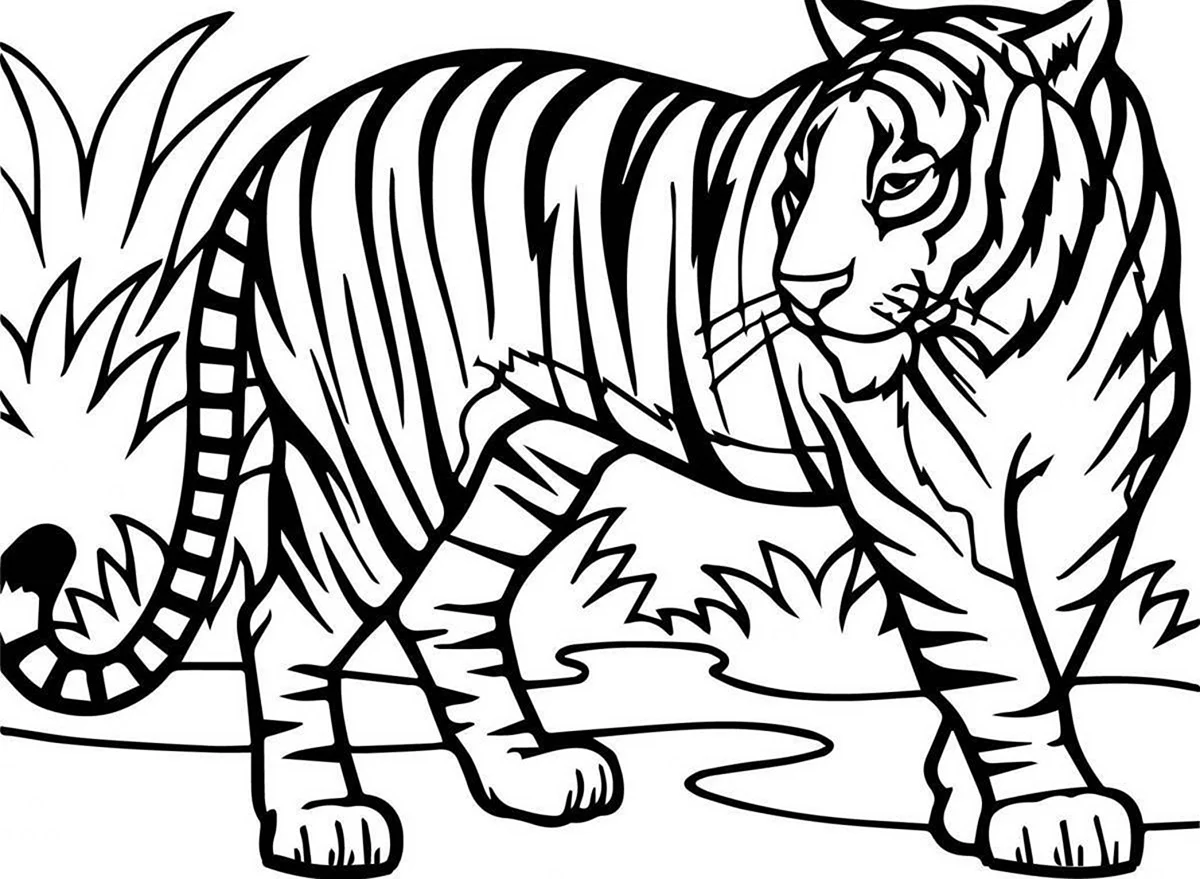Уссурийский тигр раскраска. Для срисовки