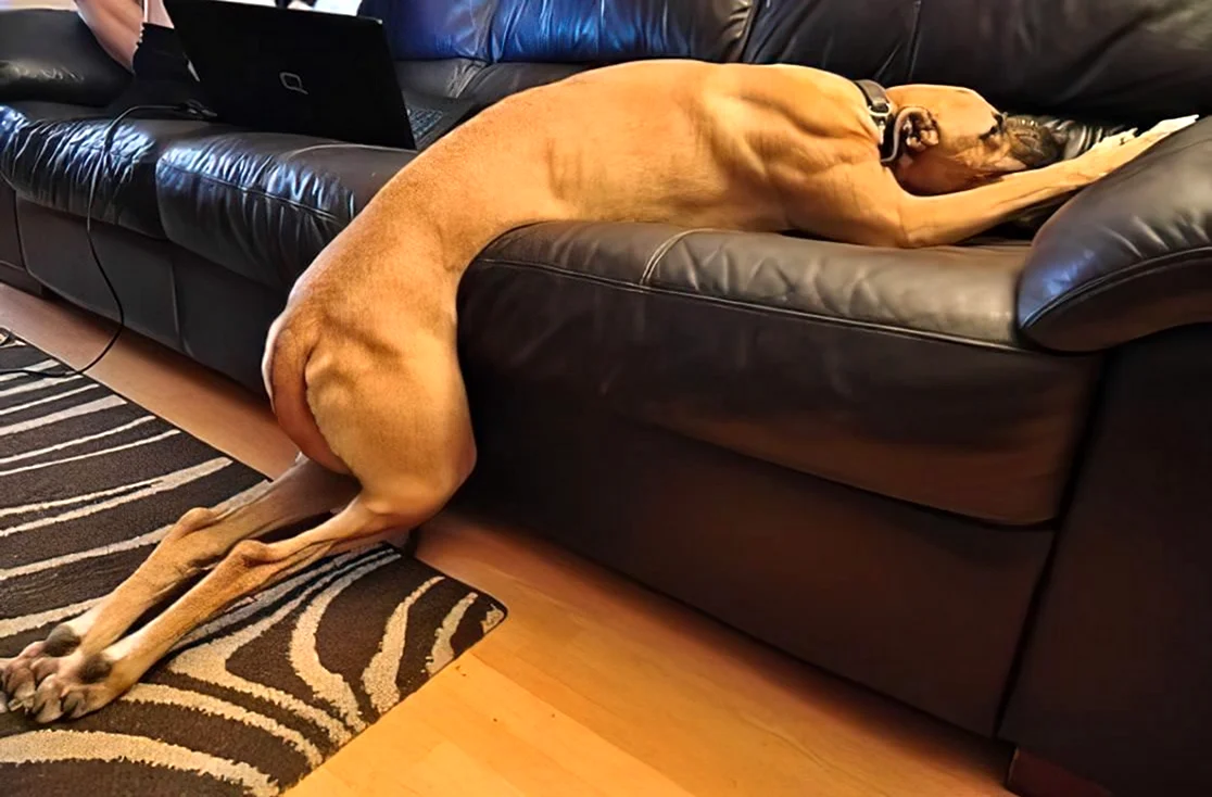 Уставшая собака. Красивое животное