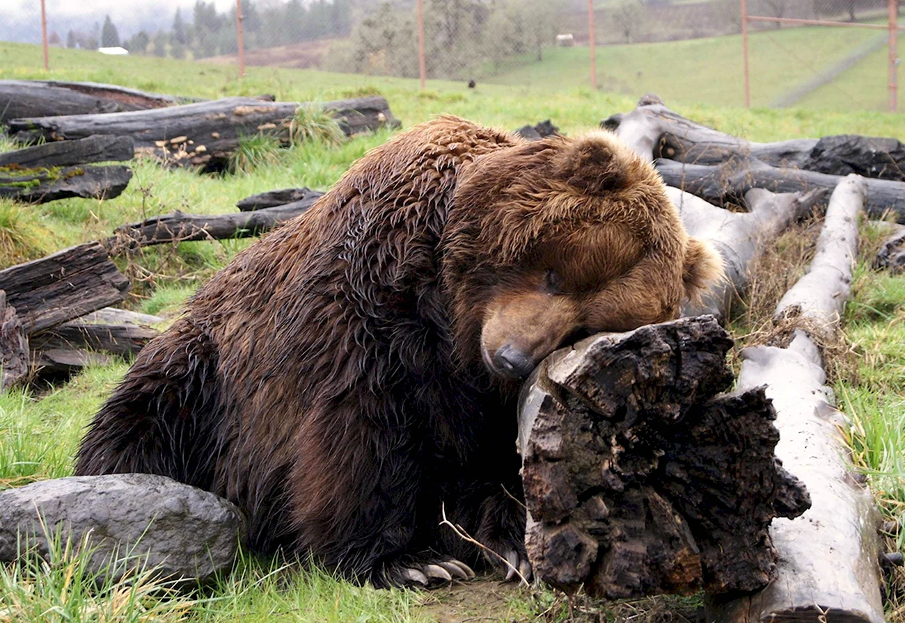 Уставший медведь. Картинка