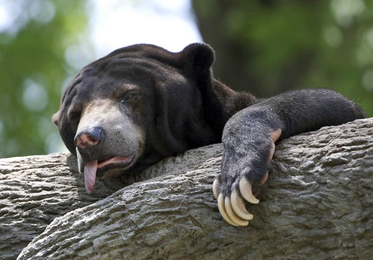 Уставший медведь. Красивое животное