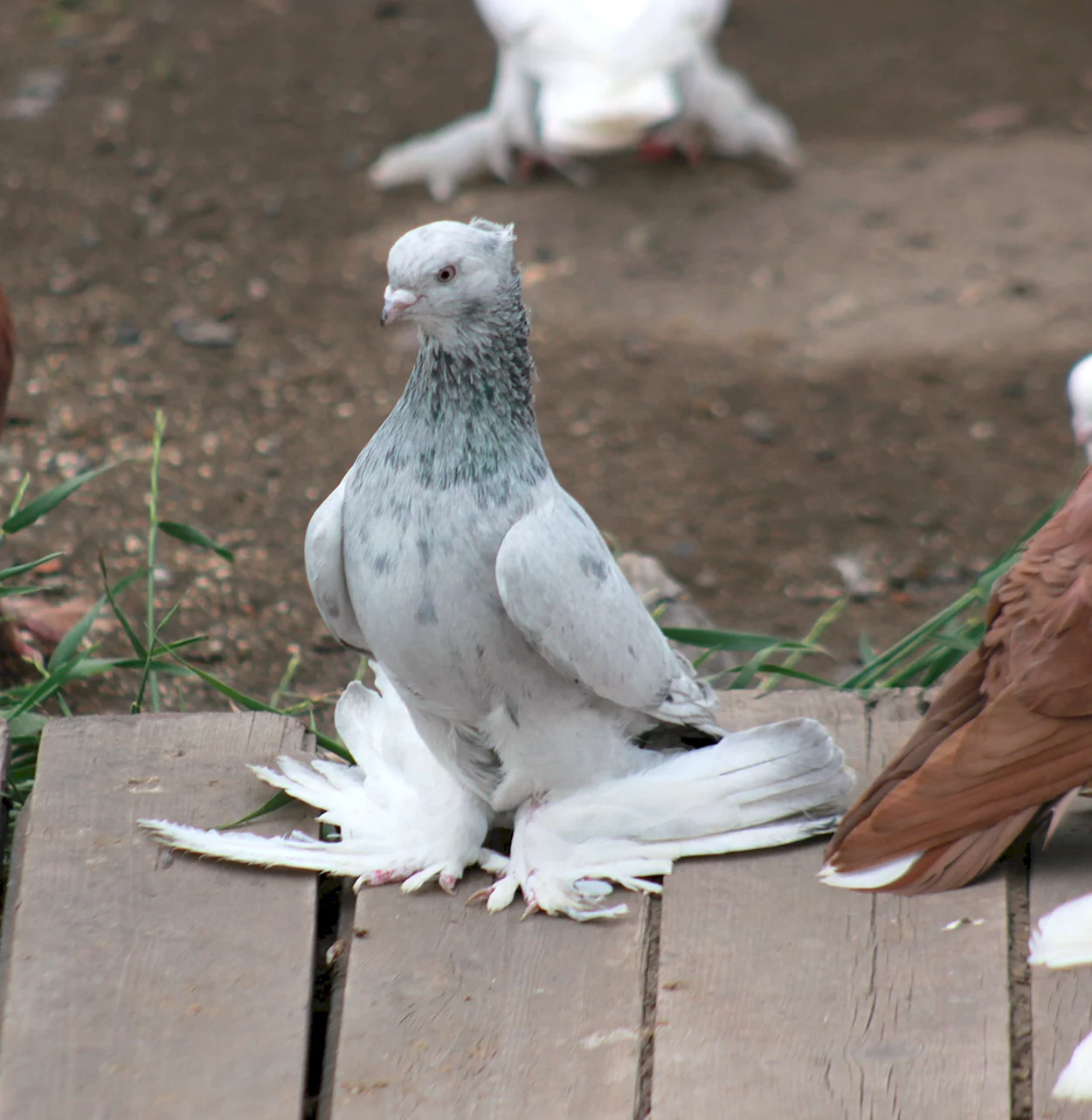 Узбекские бойные голуби. Красивое животное