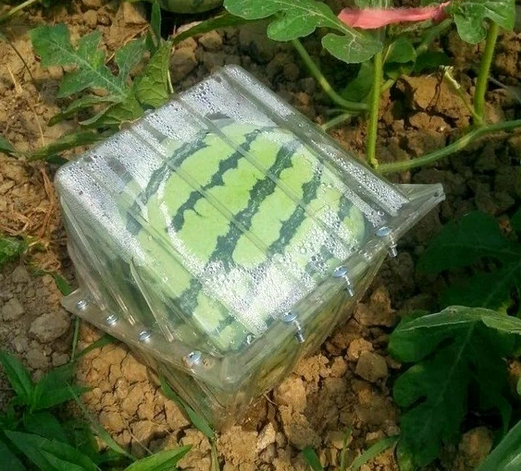 В Японии выращивают квадратные арбузы. Картинка