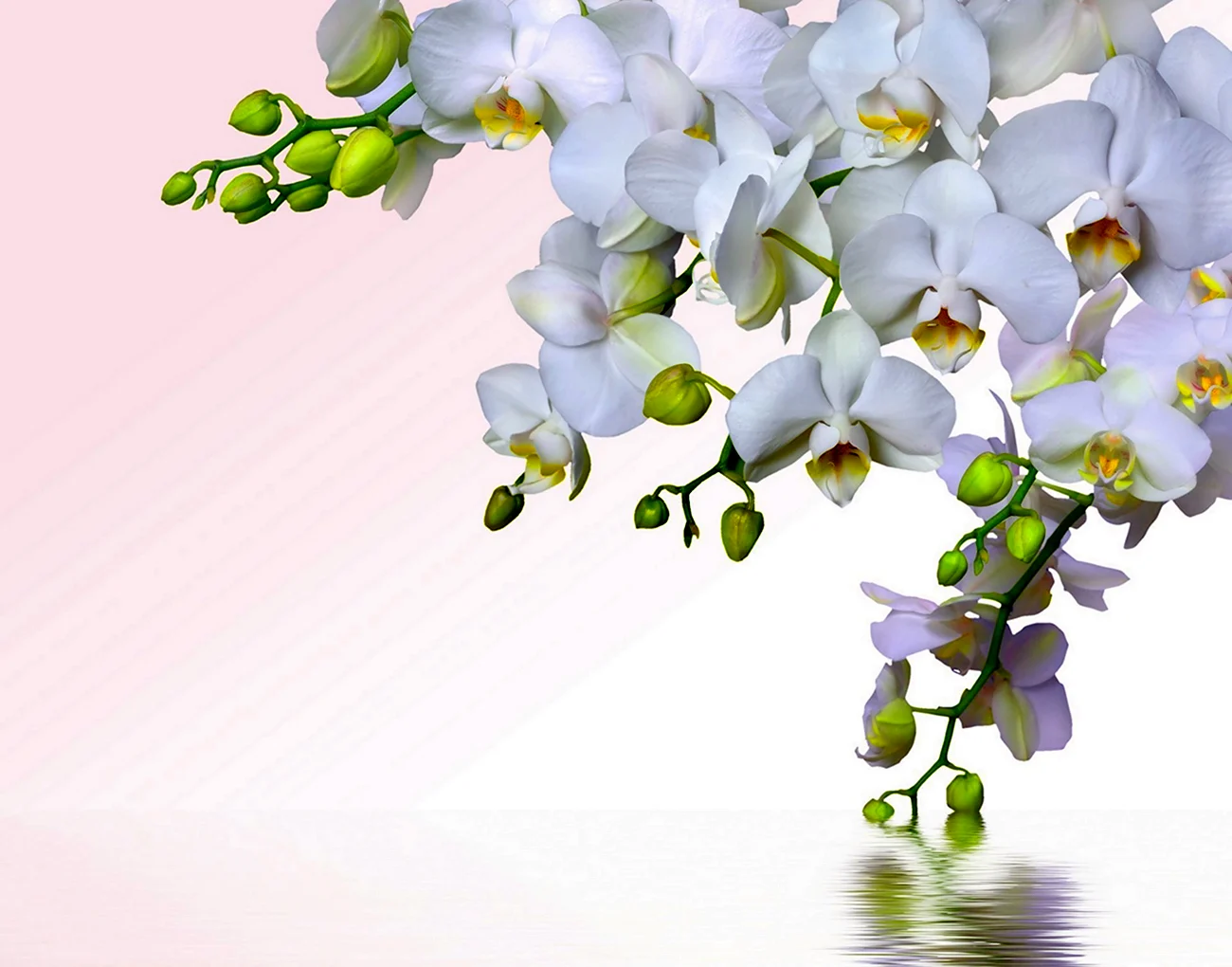 Ватер Вайт Орхидея. Красивая картинка