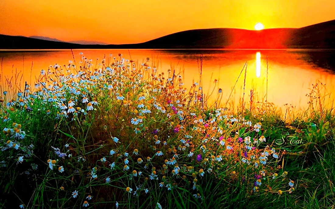 Вечер озеро цветы. Открытка с добрым утром